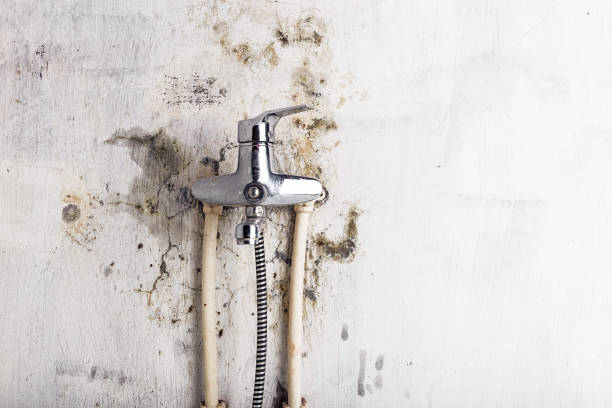 Best Affordable Mold Removal  in Lawndale, CA