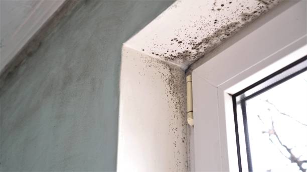 Certified Mold Removal in Lawndale, CA
