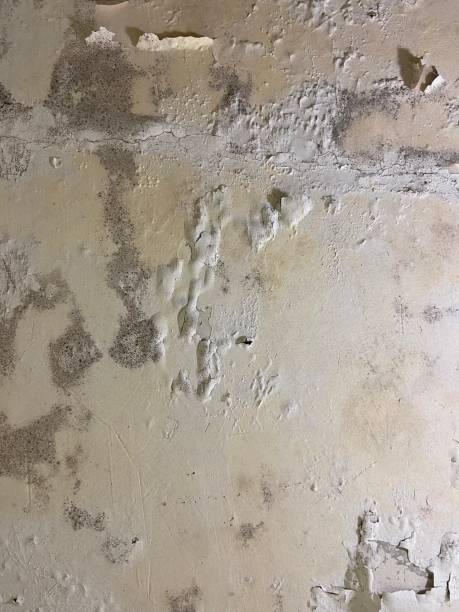 Best Residential Mold Removal  in Lawndale, CA