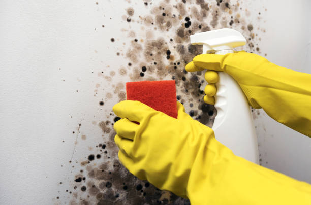 Best Black Mold Removal  in Lawndale, CA
