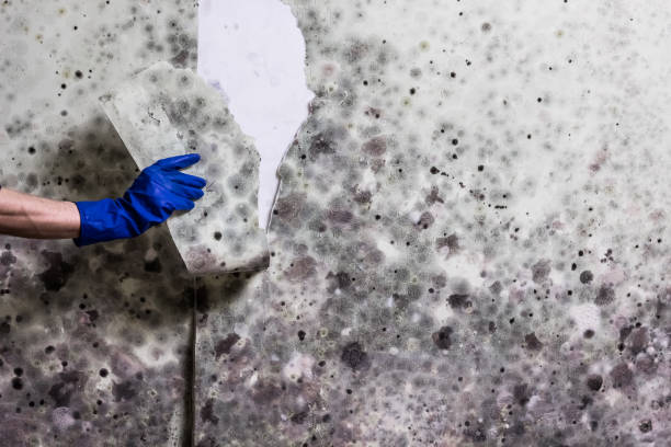Best Mold Damage Repair  in Lawndale, CA