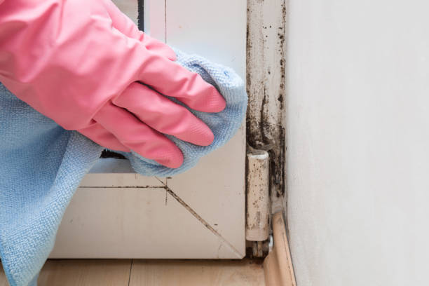 Best Attic Mold Removal  in Lawndale, CA